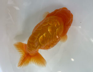 goldfishsano – トロピカルフィッシュ佐野 金魚館ブログ