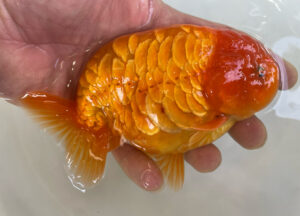goldfishsano – トロピカルフィッシュ佐野 金魚館ブログ