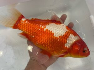 トロピカルフィッシュ佐野 金魚館ブログ – 金魚・変わりメダカ専門店