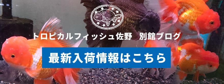 トロピカルフィッシュ佐野別館ブログ-最新入荷情報はこちら